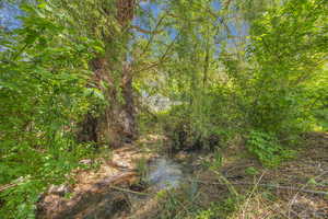 View of local wilderness