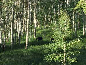 View of nature
