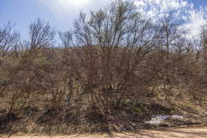 View of local wilderness