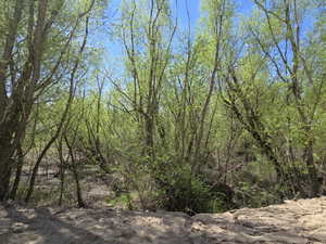 View of local wilderness with a wooded view