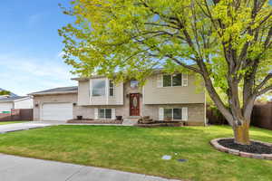 Beautiful shade tree provides privacy for home