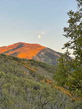 Mountain view featuring a forest view