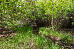 View of nature