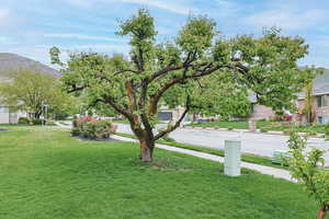 Photo 41 of 1451 N PARKWAY DR