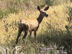 A friendly deer for a visitor