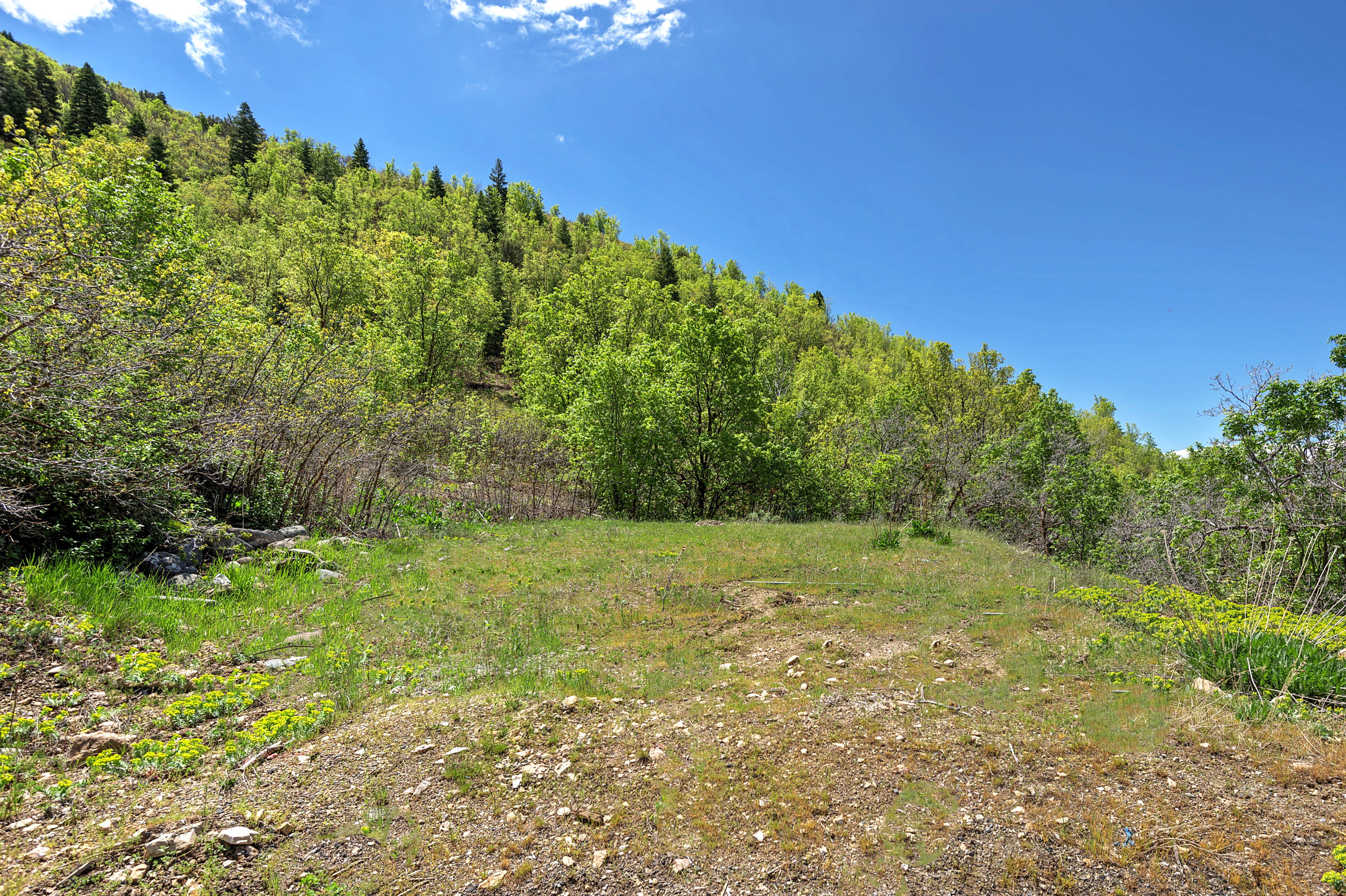 View of yard featuring a view of trees