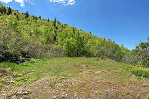 View of yard featuring a view of trees
