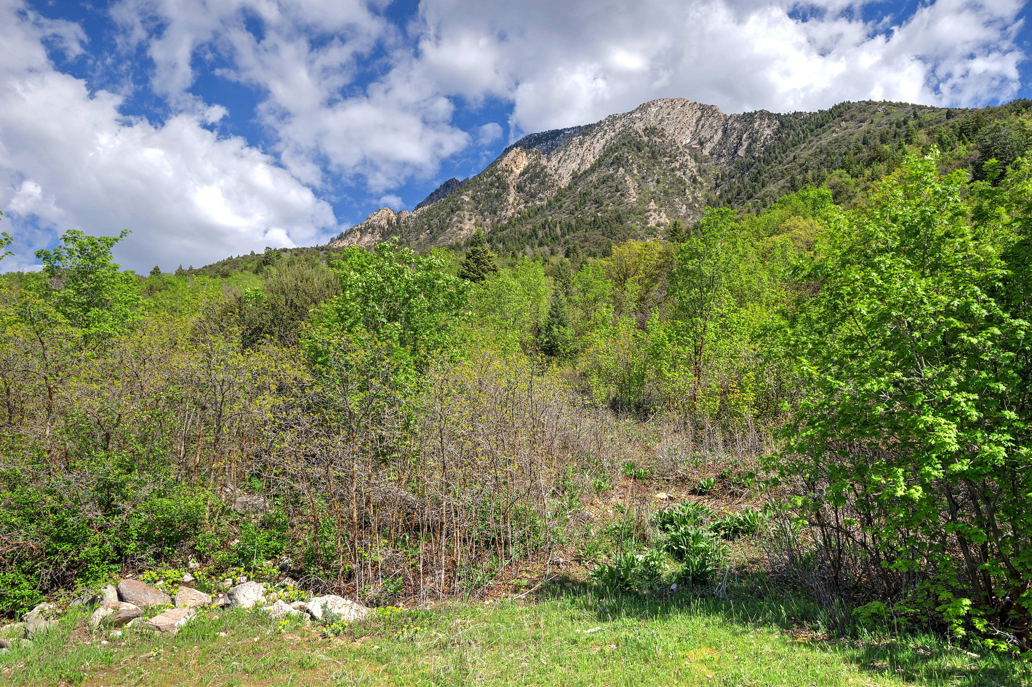 View of mountain backdrop with a forest