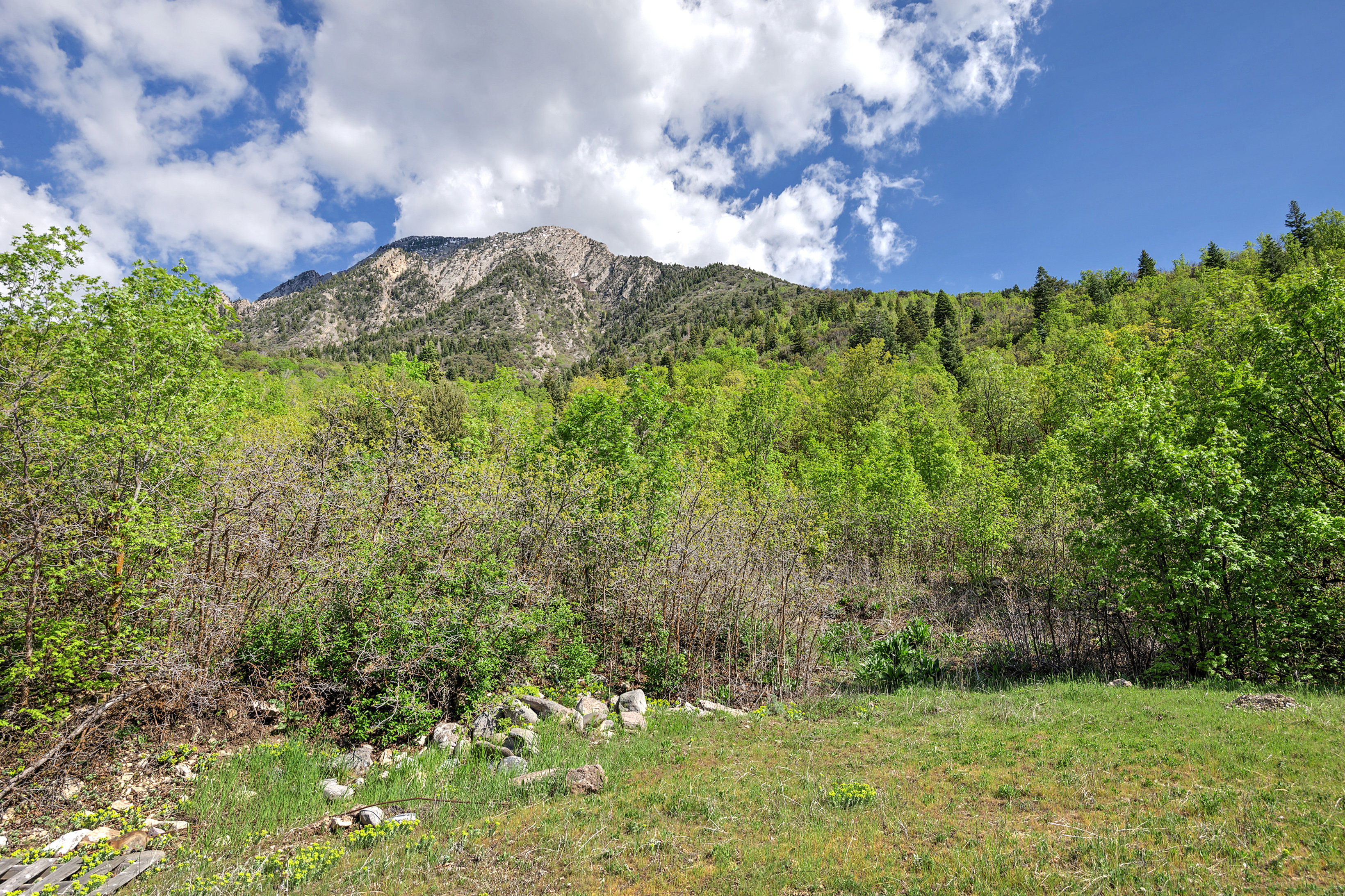 View of mountain background featuring a forest