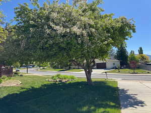 View of yard featuring concrete driveway