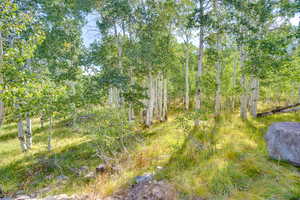 View of nature