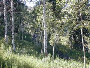View of nature
