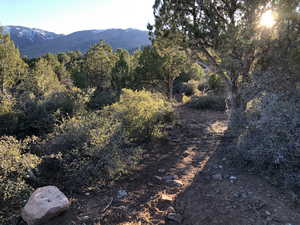 Mountain view featuring a forest view