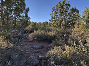 View of local wilderness featuring a forest view