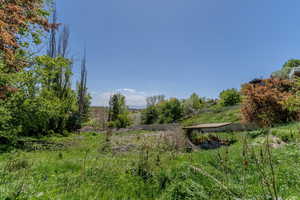 View of local wilderness