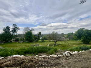 View of local wilderness