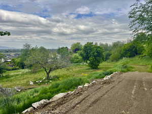 View of local wilderness