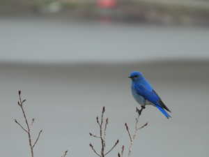 Bluebird at top of property.