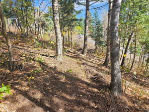 View of local wilderness