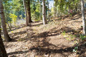 View of local wilderness with a view of trees