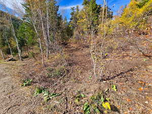 View of local wilderness