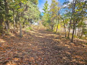 View of local wilderness