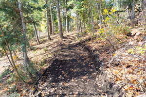 View of local wilderness