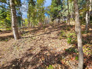 View of local wilderness