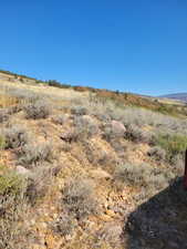 View of local wilderness