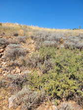 View of nature