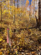 Fall