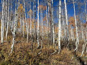 Fall