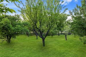 View of grassy yard