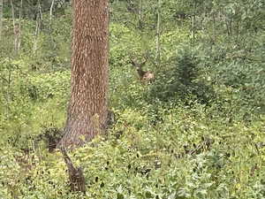 Photo 29 of 1624  PINE CONE CIR