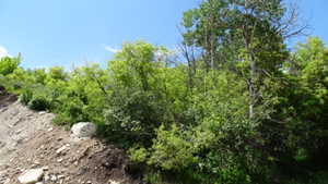 View of local wilderness
