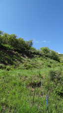 View of local wilderness