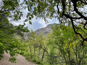 View of mountain background with a heavily wooded area