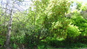 View of wooded area