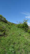 View of undeveloped land