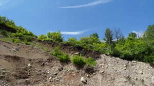 View of local wilderness
