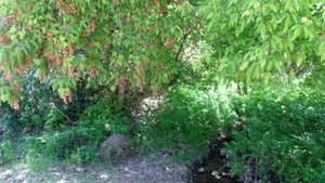 View of nature