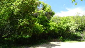 View of tree filled area