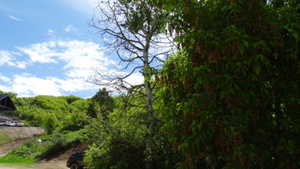 View of undeveloped land