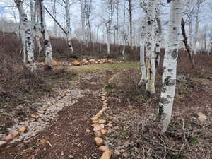 View of local wilderness