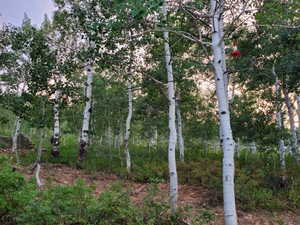 View of nature