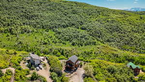Aerial view of a forest
