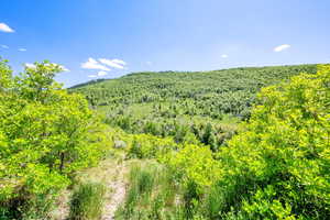 Mountain view featuring a heavily wooded area