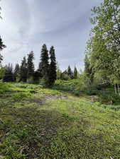 View of local wilderness