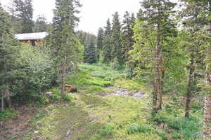 View of woods