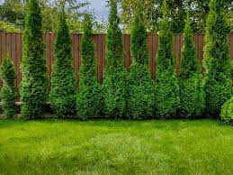 Landscape ideas for privacy